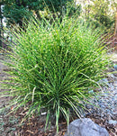 Zebra Grass - 3 bareroot plants