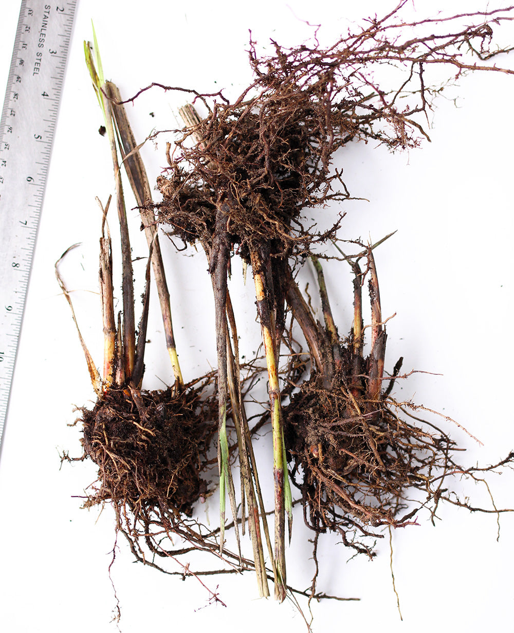 Zebra Grass - 3 bareroot plants – BloomingBulb