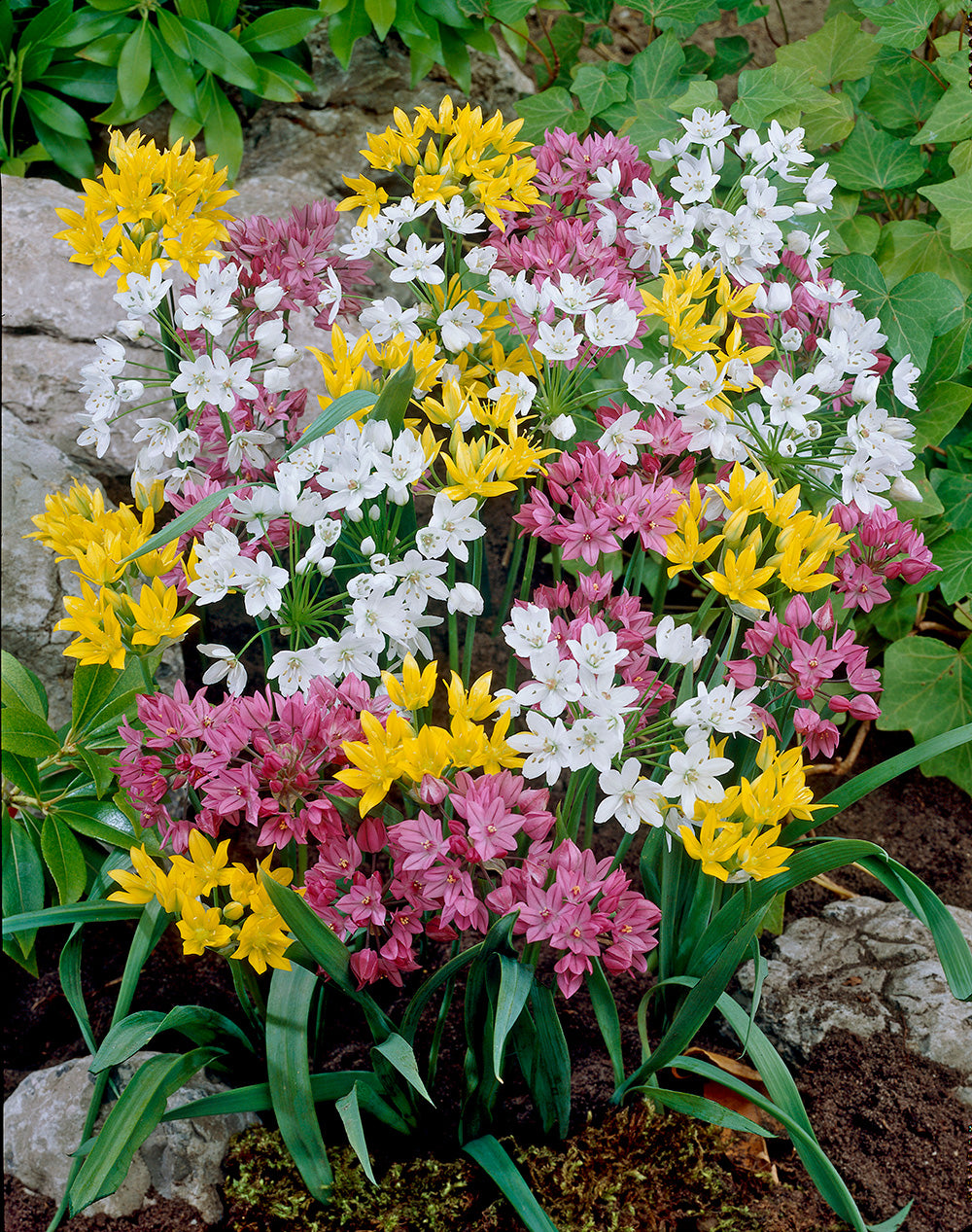 Mixed Rock Garden Allium - 15 bulbs