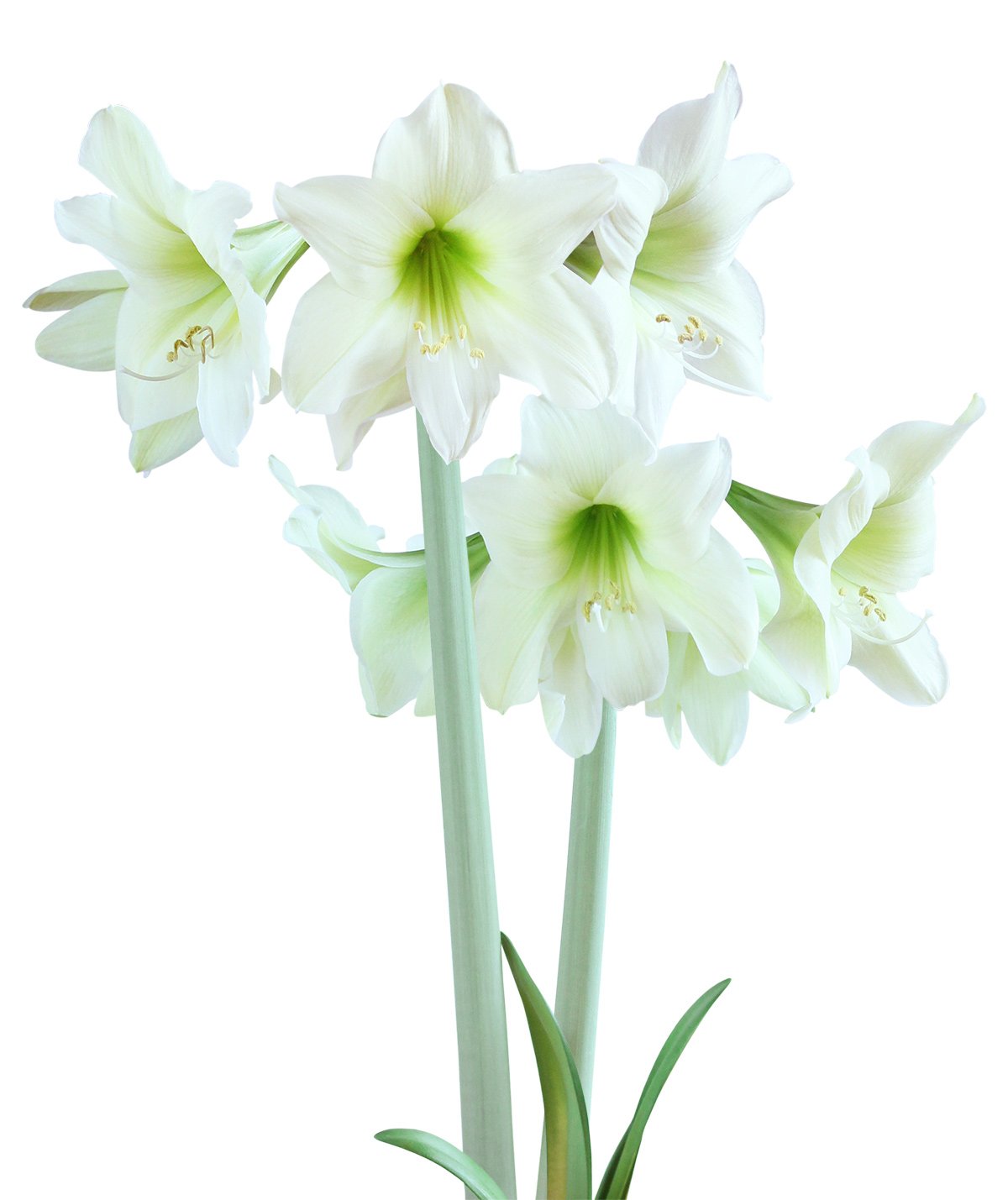 Lemon Sorbet® Sonatini Amaryllis - 18-20 cm bulb