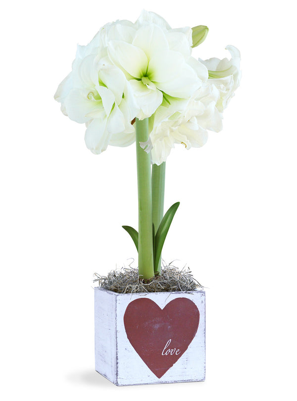 Valentine Delight – 1 white amaryllis