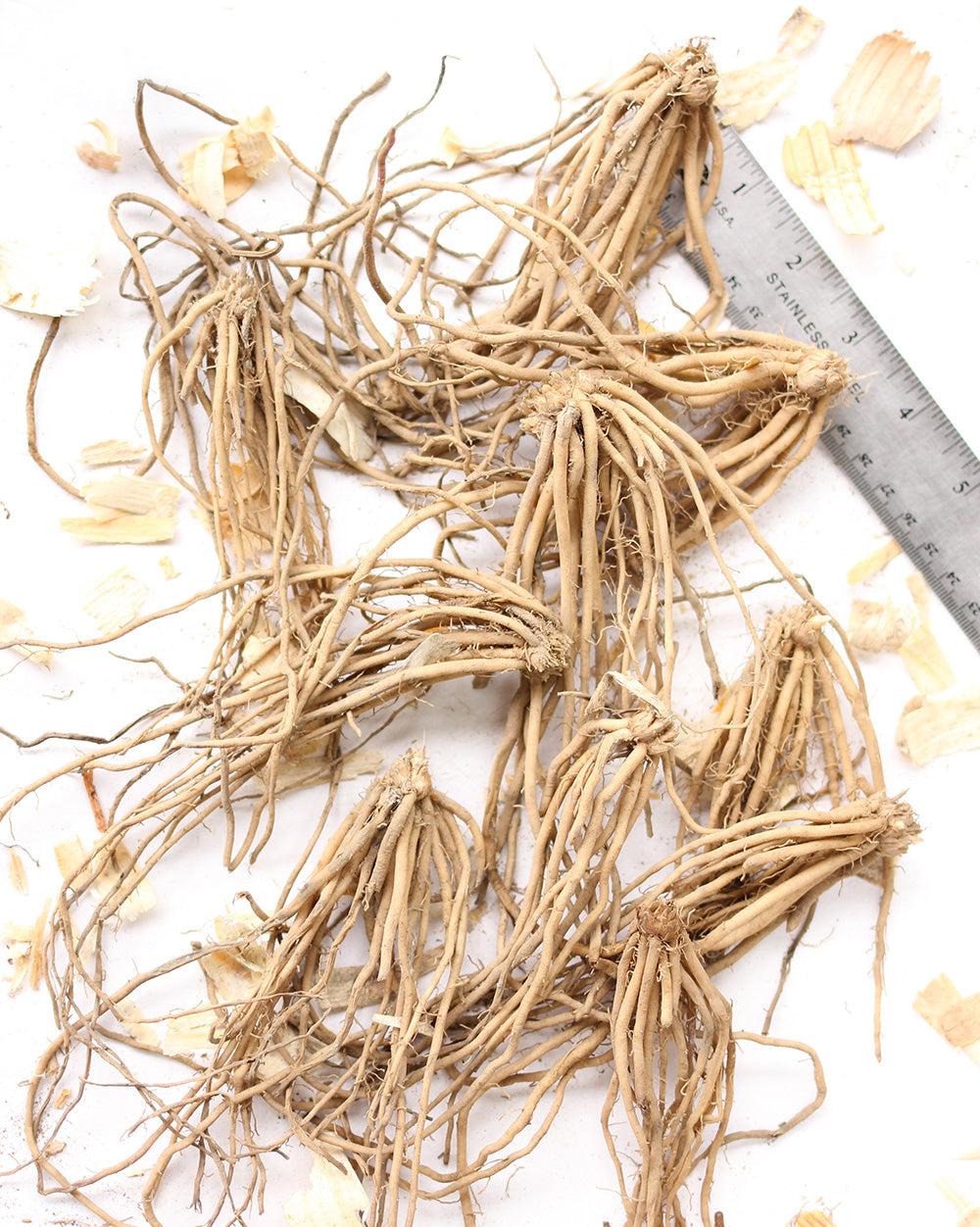 Jersey Giant Asparagus Crowns 10 root divisions BloomingBulb