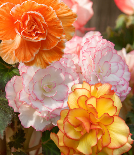 Mixed Picotee Begonias - 9 tubers