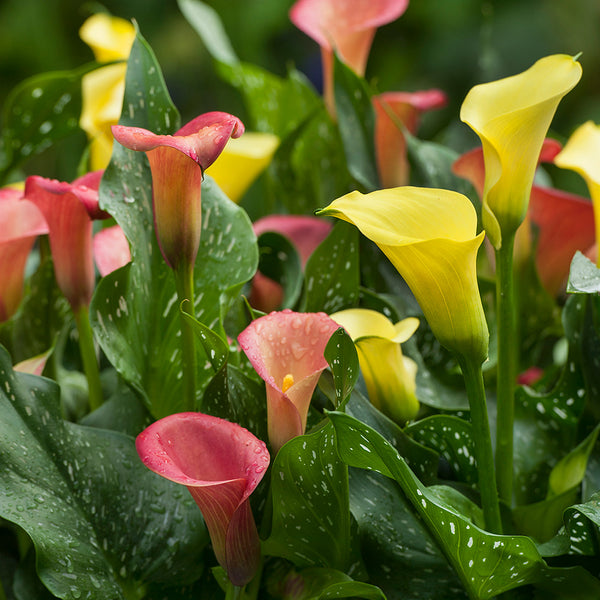 callalilymix_600x600_crop_cent