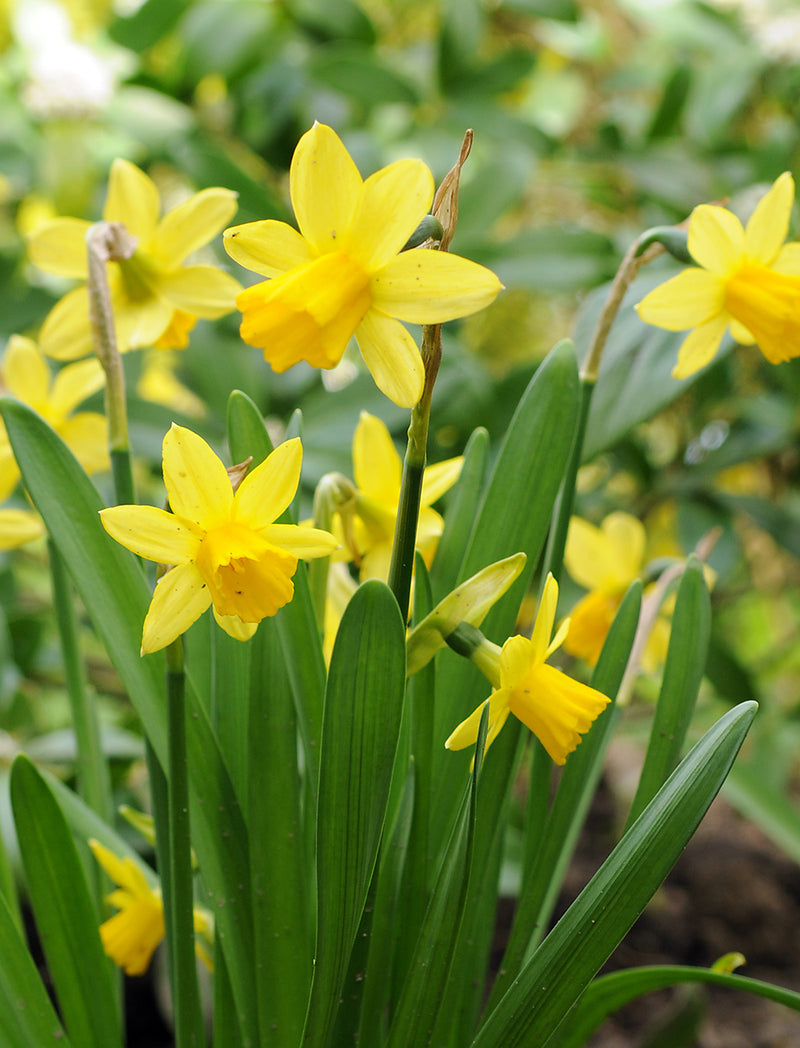 Tete a Tete Cyclamineus Daffodil - 10 bulbs