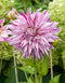 Mick's Peppermint Cactus Dahlia - 3 root divisions