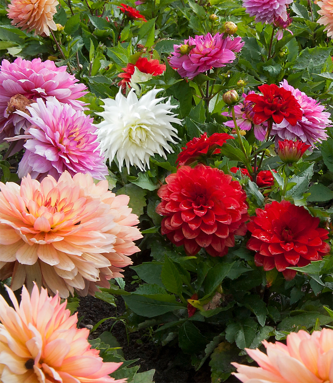 Mixed Dahlias - 9 root divisions