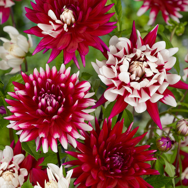 Ｄahlia☆ Dahlia Extase Decorative Dahlia Bulb | Jackson & Perkins