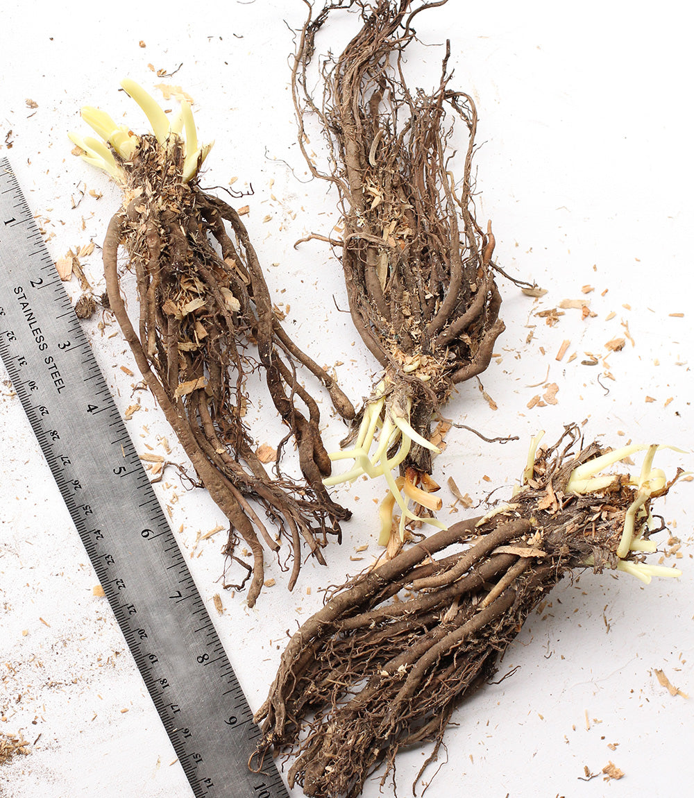 Playground Daylily - 3 root divisions