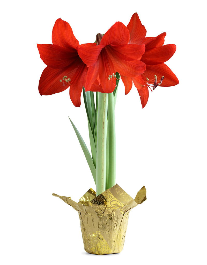 Red Amaryllis in Gold Foil