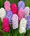 Mixed Hyacinths - 3 bulbs