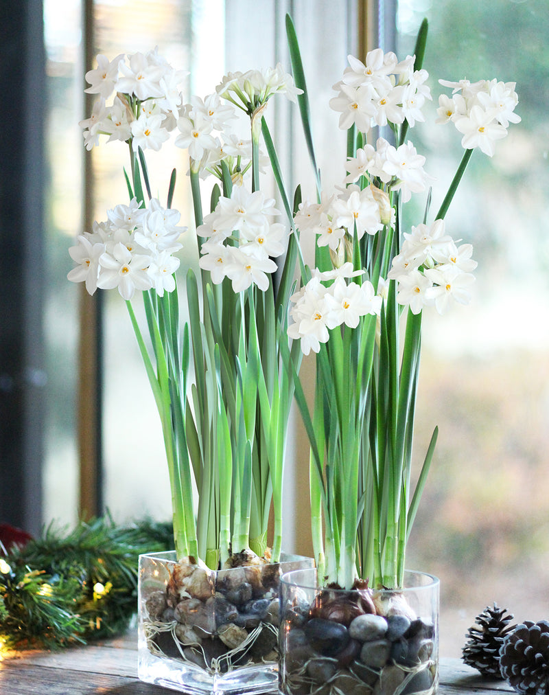 Ziva Paperwhites - 10 bulbs