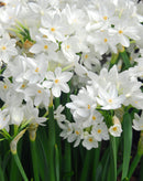 Ziva Jumbo Paperwhites - 10 bulbs