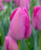 Purple Pride Darwin Hybrid Tulip - 10 bulbs