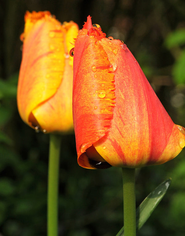 Solstice Tulip - 10 bulbs