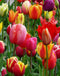 Mixed Tulips - 10 bulbs