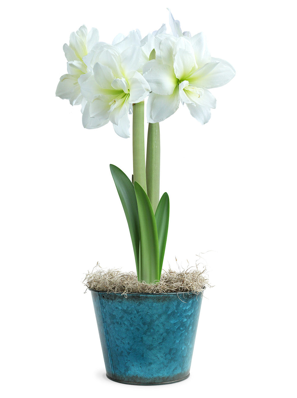 White Amaryllis in Blue Tin